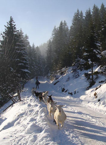 4.pogar03